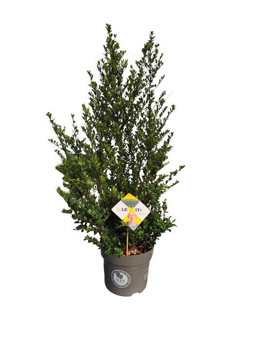 <h4>Ilex crenata Dark Green, P26, Struik 60-80cm</h4>