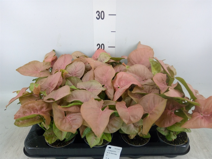 <h4>Syngonium  'Red Heart'</h4>