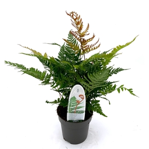 Dryopteris erythrosora 'Brilliance' ES13 1,0l