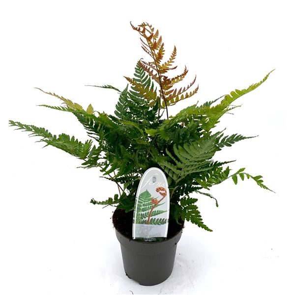 <h4>Dryopteris erythrosora 'Brilliance' ES13 1,0l</h4>