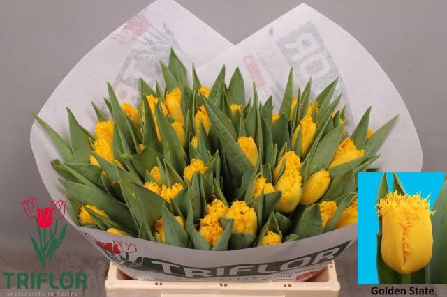 <h4>TU FR GOLDEN STATE</h4>