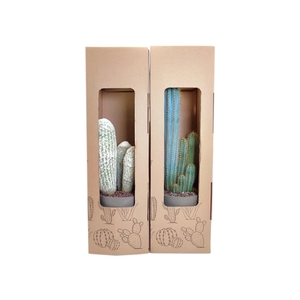 MIX CACTUS POT Ø 20 - IN CARDBOARD PACKAGING CM 20X20H67- (CACTUS)