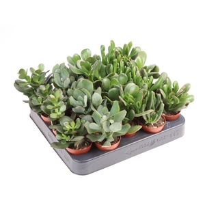 Crassula Overig mini Mix, CR5001