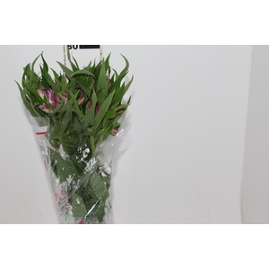 ALSTROEMERIA FLORENTINA 080 CM