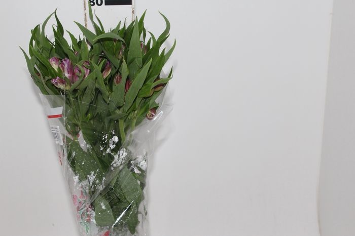<h4>ALSTROEMERIA FLORENTINA 080 CM</h4>
