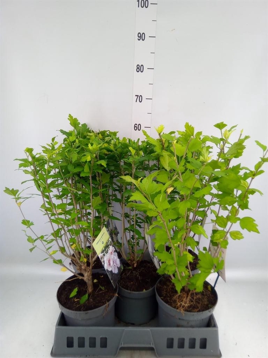 <h4>Hibiscus syriacus</h4>