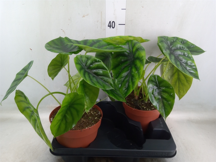 <h4>Alocasia   ...</h4>