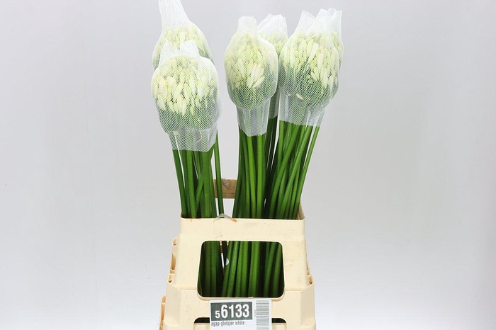 <h4>Agap Gletsjer White</h4>