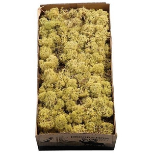 Ijslandmos (reindeer) Kiwi