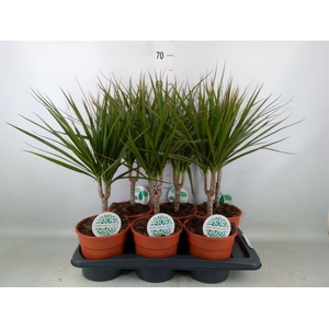 Dracaena marg.