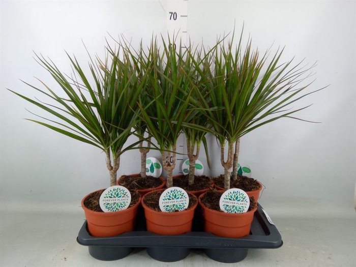 <h4>Dracaena marg.</h4>