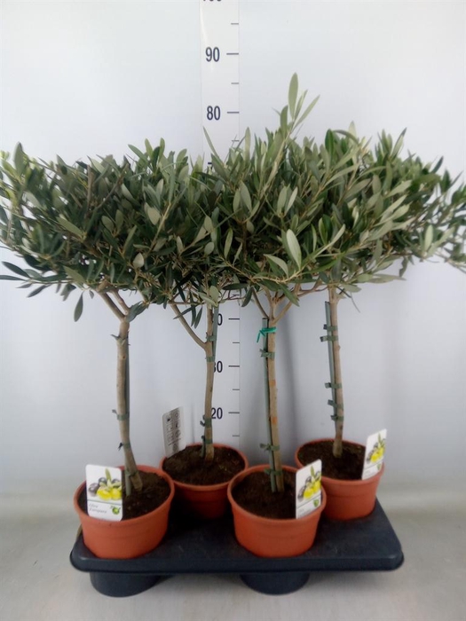 <h4>Olea europaea</h4>