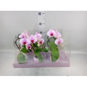 Phalaenopsis   ...rose