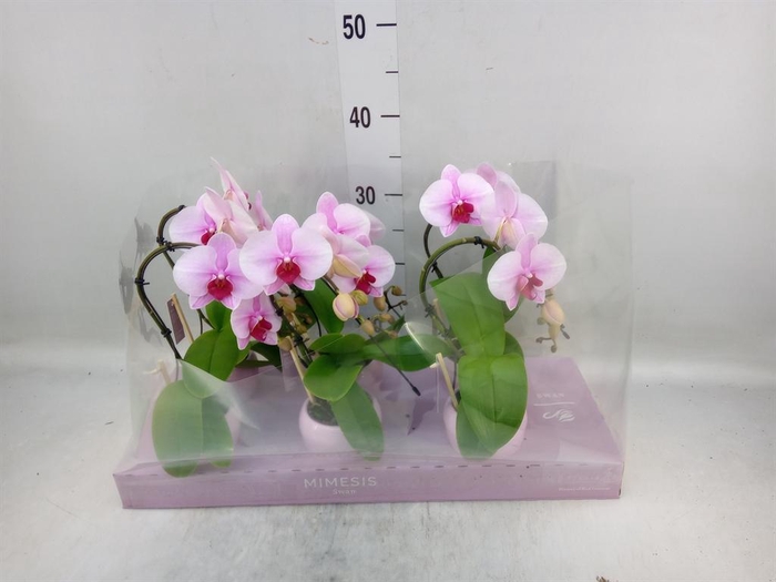 <h4>Phalaenopsis   ...rose</h4>