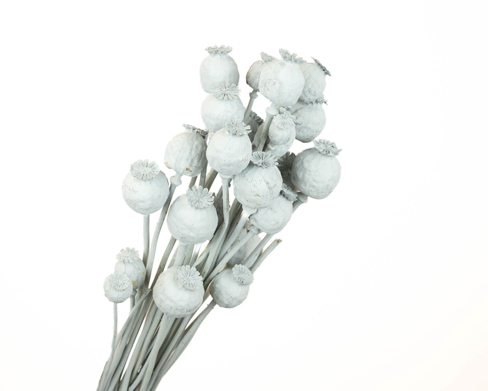 <h4>Papaver Grey Wash</h4>