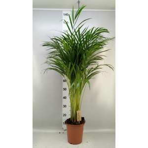 Dypsis lutescens   ...Chrysalidoca