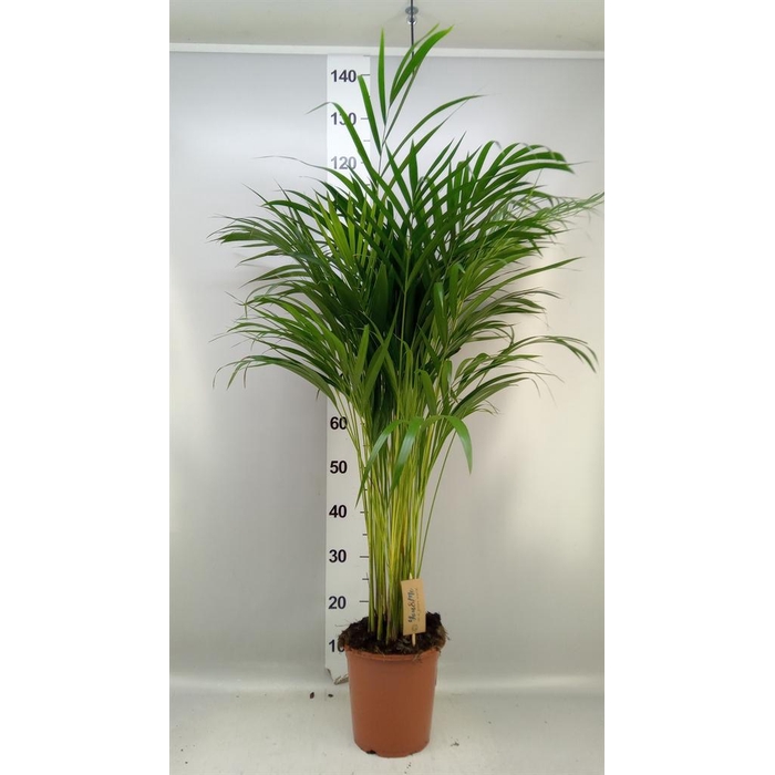 <h4>Dypsis lutescens   ...Chrysalidoca</h4>