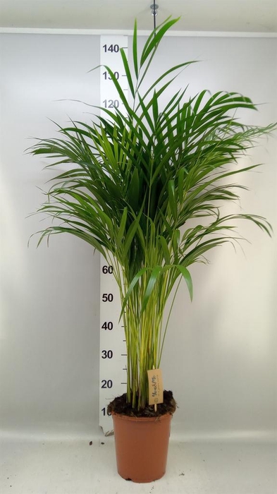 Dypsis lutescens   ...Chrysalidoca