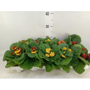 Calceolaria herbeohybrida
