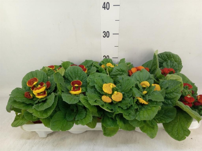 <h4>Calceolaria herbeohybrida</h4>