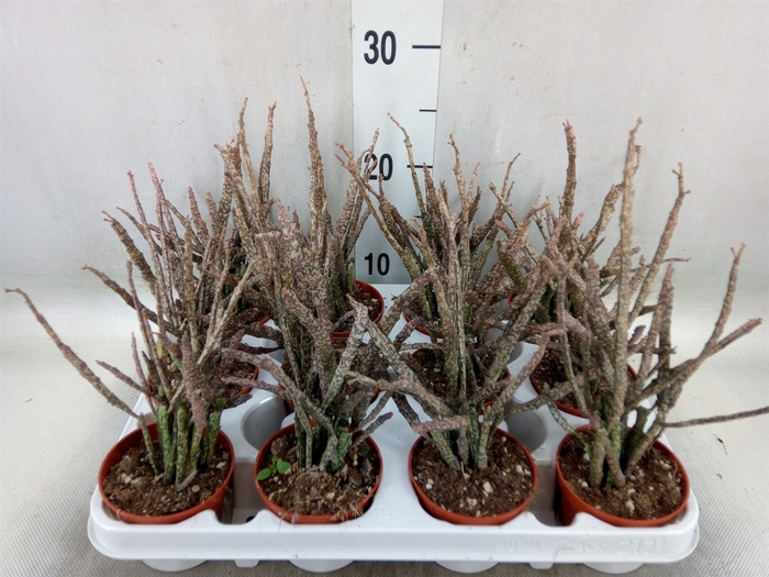 <h4>Euphorbia   ...</h4>