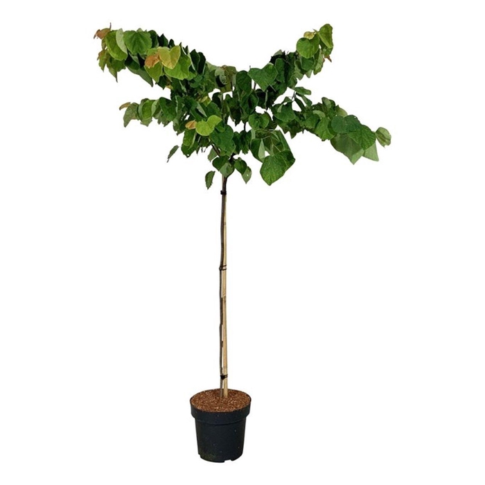 <h4>Cercis can. The Rising Sun</h4>