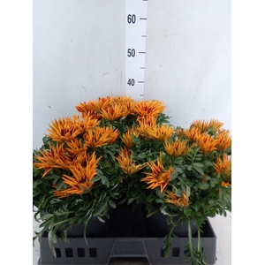 Gazania rig. 'Gazoo Orange w Ring'