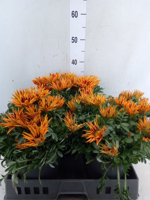 <h4>Gazania rig. 'Gazoo Orange w Ring'</h4>