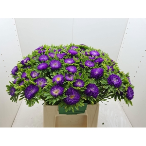 CALLIS MATS D BLAUW