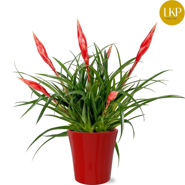 <h4>Vriesea Multiflower Astrid Rood Coco</h4>