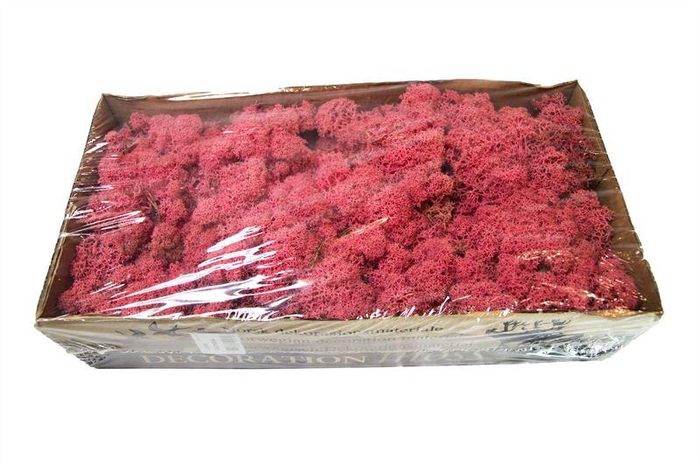 <h4>IJslandsmos gepreserveerd fuchsia1</h4>