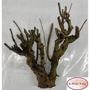 Seringenhout 40cm P/tk