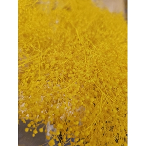 GESTABILISEERD GYPS MILLION STAR GEEL