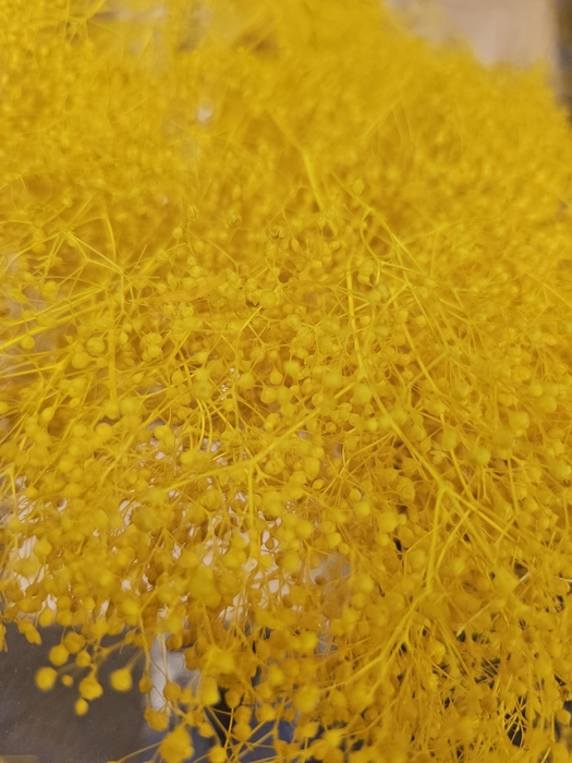 <h4>GESTABILISEERD GYPS MILLION STAR GEEL</h4>