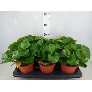 Peperomia obt. 'Green Gold'