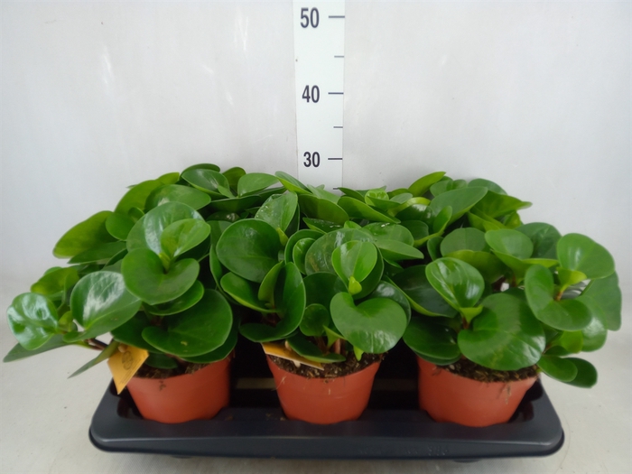 <h4>Peperomia obt. 'Green Gold'</h4>