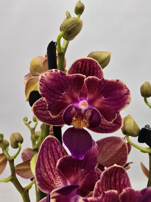 <h4>Limited 56 week 6</h4>