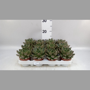 Echeveria   ...not flowering
