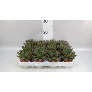 Echeveria   ...not flowering