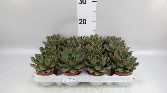 <h4>Echeveria   ...not flowering</h4>