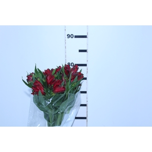 ALSTROEMERIA NATALYA 080 CM