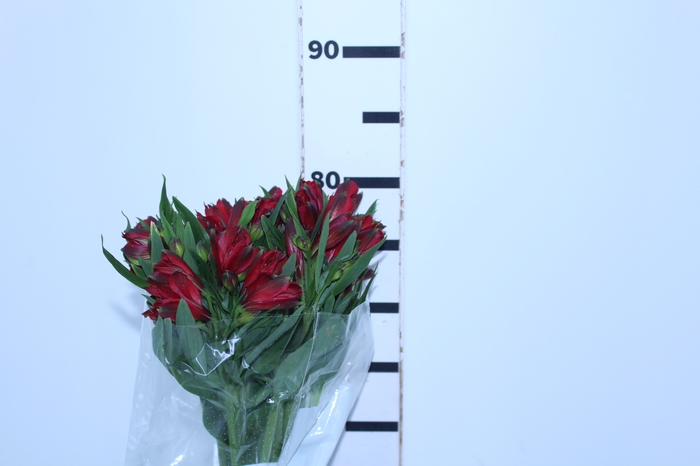 ALSTROEMERIA NATALYA 080 CM