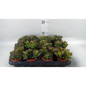 Crassula ovata 'Minor'