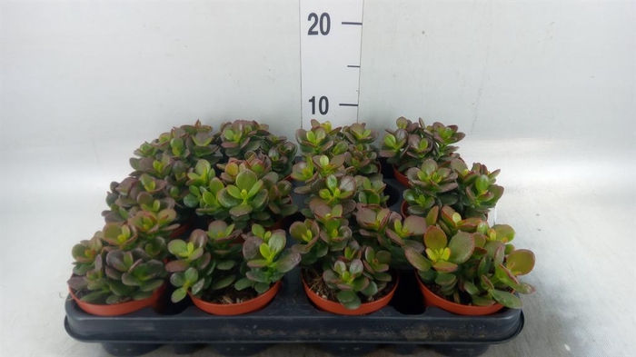<h4>Crassula ovata 'Minor'</h4>