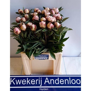 PAEO L GARDENIA