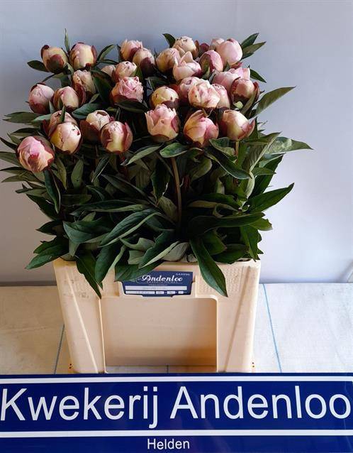 <h4>PAEO L GARDENIA</h4>