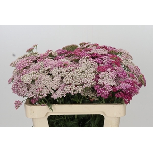 Achillea Millefolium Bianca Classic