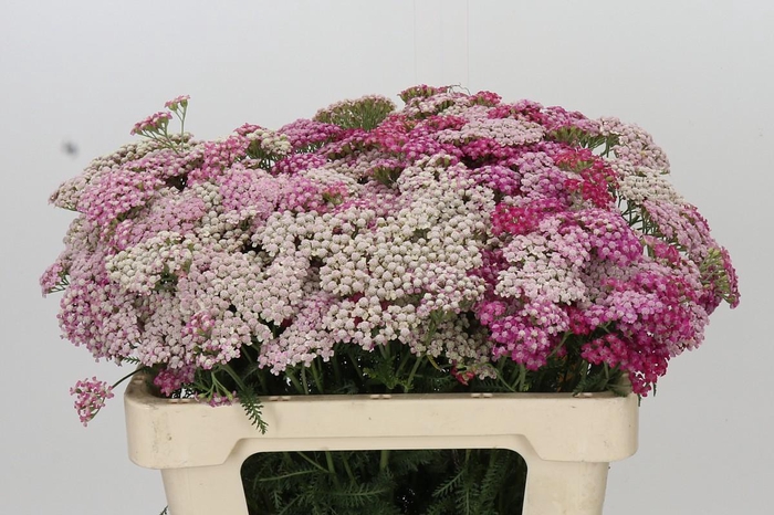 <h4>Achillea Millefolium Bianca Classic</h4>