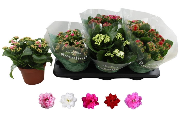 <h4>Kal Ge Ro Gem 5 Kl</h4>