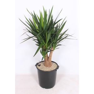 Yucca elephantipes 3+ armen